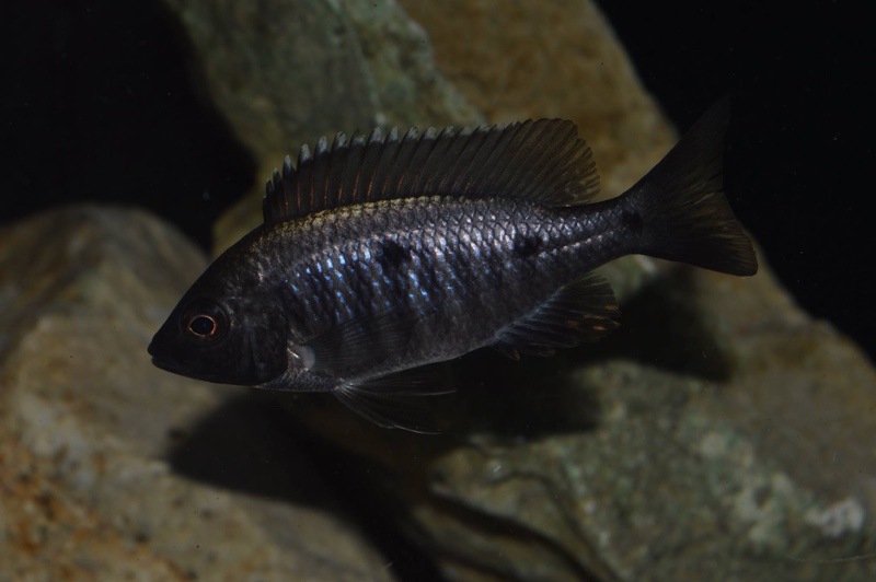 Copadichromis melas